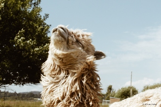 Alpaca at Frankly Aplacas